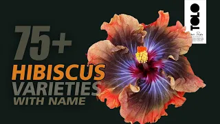 hibiscus varieties with name || types of hibiscus || beautiful hibiscus flowers