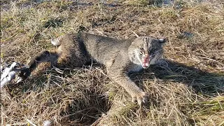 Releasing a bobcat from a trap. The sketchy board method.