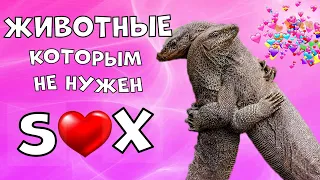 Животные  которые Размножаются Бесполым путем.Это интересно знать.