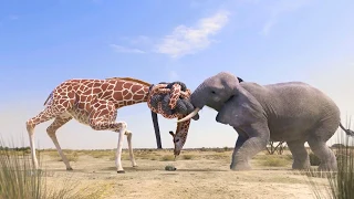 Girafa vs elefante