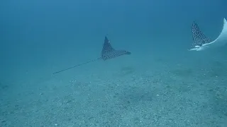 Two Eagle Rays, very graceful,  in a Slow Dance (actually real time video)