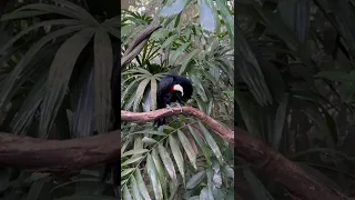 Channel-Billed Toucan  #singapore #singaporezoo #toucanbird #birds