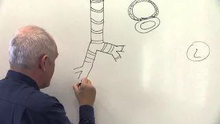 Respiratory System 1, Lungs, chest wall and diaphragm