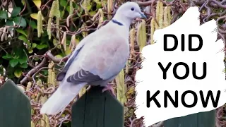 Things you need to know about COLLARED DOVES! in Hindi