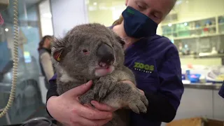 Koalas rescued in fires released back into wild