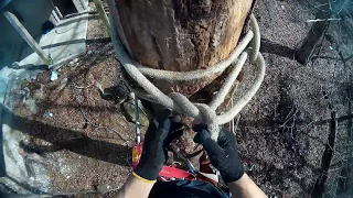 My First Time Tree Climbing With Spikes On!