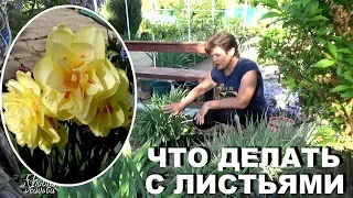 Уход за нарциссами  после цветения, что делать с листьями , а также почему не цветут нарциссы