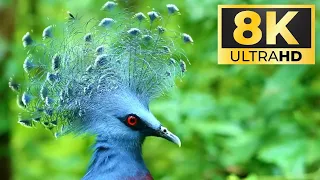 BEAUTIFUL BIRDS AND BIRD'S SINGING 8K ULTRA HD