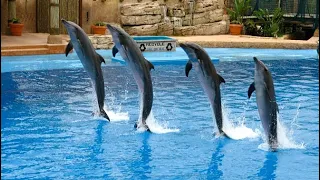 Dolphin Show Dubai 🐬🐬