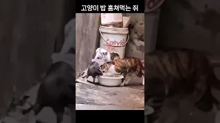 고양이와 쥐의 대결 - 밥그릇편 - Confrontation between Cat and Mouse - Rice Bowl - [위기의순간]