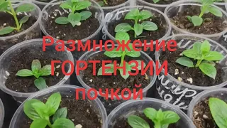 Черенкование гортензии почкой 🌿Преимущество ранневесеннего черенкования метельчатой гортензии🌿🌿🌿