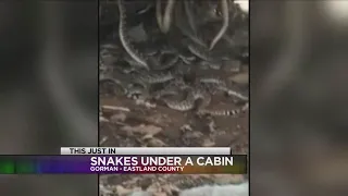 Startling rattlesnake discovery in Gorman goes viral