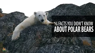 11 FACTS YOU DIDN’T KNOW ABOUT POLAR BEARS