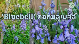 Bluebells in my garden / ดอกบลูเบลล์สีสวยจริงๆ