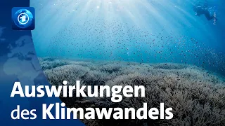 UN-Ozeankonferenz: Auswirkungen des Klimawandels auf die  Weltmeere