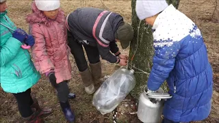 Добываем березовый сок.