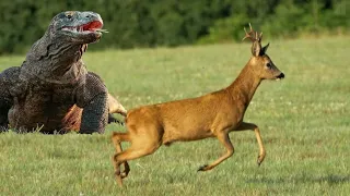 KOMODO DRAGON ATTACKS AND EATS ALIVE DEER||UNBELIEVABLE