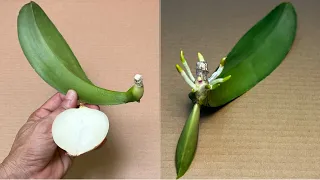 Just 1 small slice! Immediately an orchid leaf miraculously revived