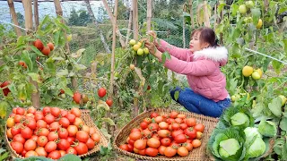 Harvest tomatoes, cabbage, bring to the market to sell and buy new clothes. Peaceful life