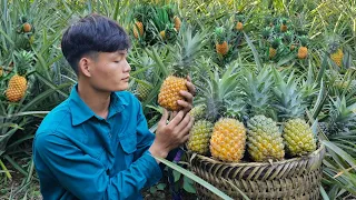 Harvest, Pineapple, Bring to the market to sell, Forest life