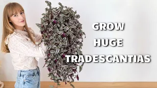 How To Grow A BUSHY Tradescantia Zebrina
