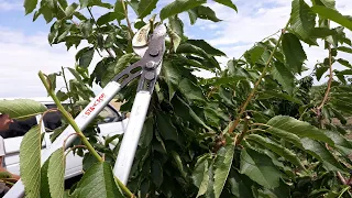 Taieri in verde la ciresi, echipa Sezon Agricol