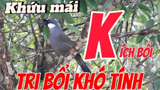 Khứu mái ro kích trống nhanh căng.cực nhạy