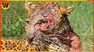 15 Crazy Moments! Stupid Leopard Injured Due To Choosing Wrong Opponent | Animal World