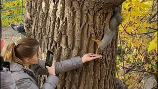 The squirrel eats by hand. Sounds of nature‼️ Странные звуки издаёт БЕЛКА😳 Вы слышали ???