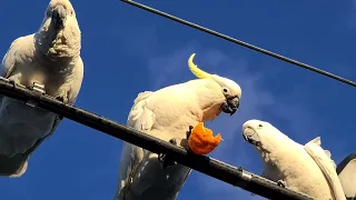 Three Cockatoos Share A Mandarin In Australia