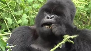 Дикая природа  Семейные узы Западная равнинная горилла Wild Life Family Ties Western Lowland Gorilla