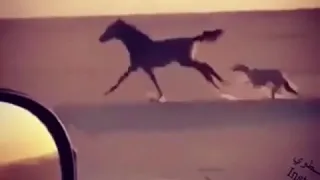 حصان أسرع من كلب سلوقي أذكرو الله😵😲