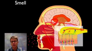 The Sensory System