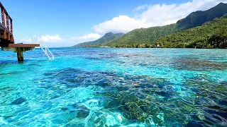 Tropical Background Video From The Mountains of Moorea