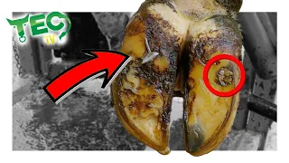 SHARP STEEL and STONES lodged in COW'S HOOF