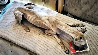 A dying dog begged people for food with all his might! And people drove him away!
