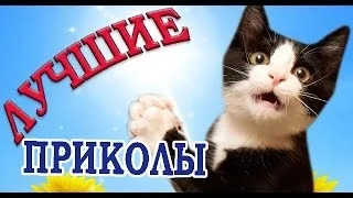 Лучшие Приколы (Funny Jokes) №4 The Best Jokes