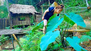 Back to my father's old house - Wild Cassava Peach - Gardening in the forest - | Off Grid | Ep.28