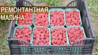 Ремонтантная малина. Бизнес. Ягодная ферма Kotkov s Farm