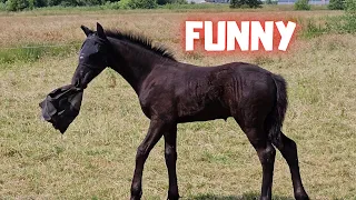 We saved her life! | He's so funny | Wûnder's brother | Friesian Horses