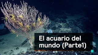 Por el Planeta: El acuario del mundo (Parte 1) - Despierta con Loret