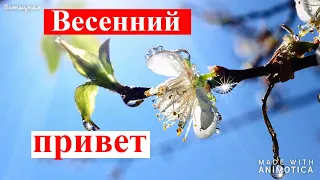 Весна, привет! Весеннее танго. Красивая Музыкальная Видео Открытка.