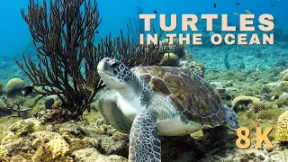 Turtles in the Ocean | a 2.5-hour Underwater Film in 8K with ambient sound