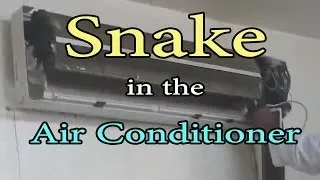 Snake Lives in Air Conditioner Video !