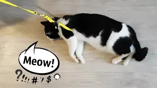 MEOW! The cat does not want to go for a walk
