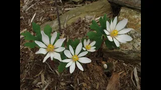 Cherokee Ethnobotany: If Plants Could Talk