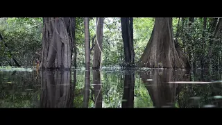 Sonidos reales del bosque inundado del amazonas