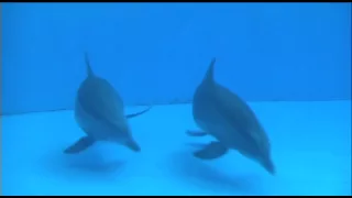 Dolphin giving birth caught on camera