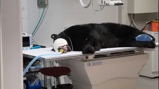 Bear hit by a car recovers thanks to non-profit collaboration