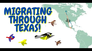 Migrating Through Texas!